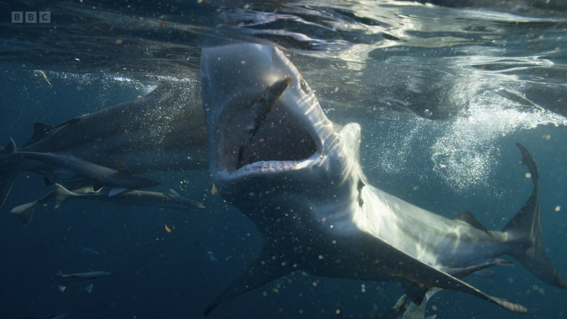 Copper shark (Carcharhinus brachyurus) as shown in A Perfect Planet - Humans